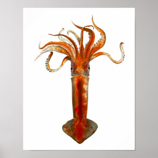 11 Red Squid Zee Life Print (Voorkant)