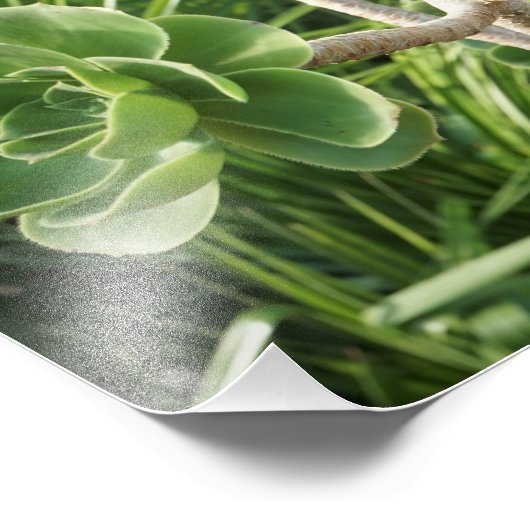 11"x14" Aeonium Foto Afdruk (Hoek)