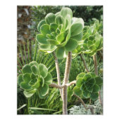 11"x14" Aeonium Foto Afdruk (Voorkant)