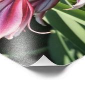 11"x14" Crinum Lily Foto Afdruk (Hoek)