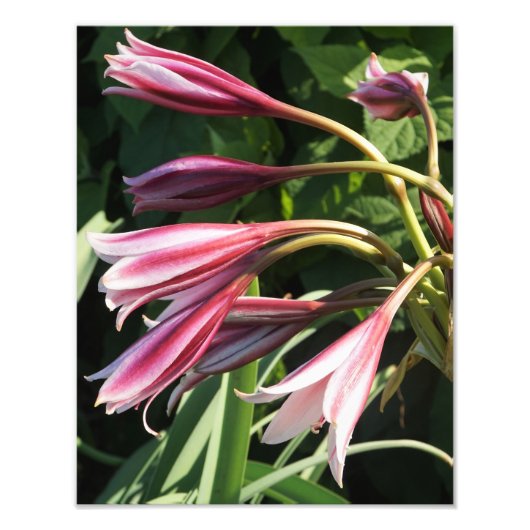 11"x14" Crinum Lily Foto Afdruk (Voorkant)