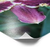 11"x14" Daglelie Foto Afdruk (Hoek)