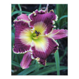 11"x14" Daglelie Foto Afdruk