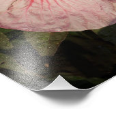 11"x14" Hardy Hibiscus Foto Afdruk (Hoek)