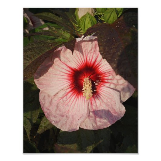 11"x14" Hardy Hibiscus Foto Afdruk (Voorkant)
