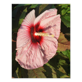 11"x14" Hardy Hibiscus Foto Afdruk