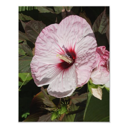 11"x14" Hardy Hibiscus Foto Afdruk (Voorkant)