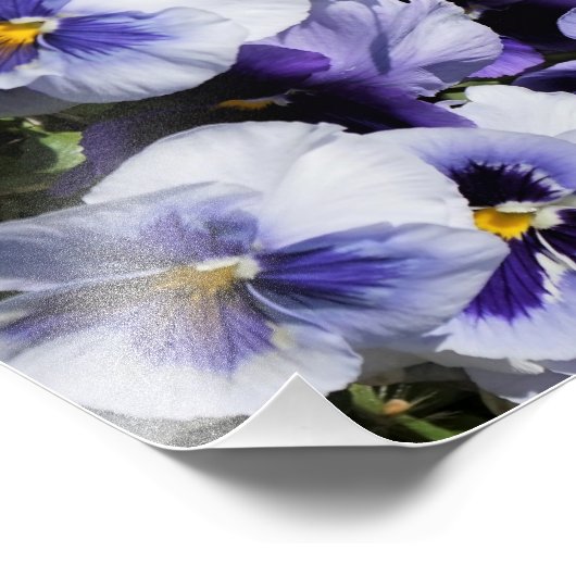 11 x14-inch Paarse Pansies Foto Afdruk (Hoek)