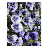 11 x14-inch Paarse Pansies Foto Afdruk (Voorkant)