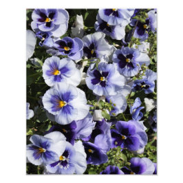 11 x14-inch Paarse Pansies Foto Afdruk