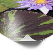 11 x14-inch watergelilies foto afdruk (Hoek)