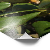 11 "x14" Magnolia Seed Pod Foto Afdruk (Hoek)
