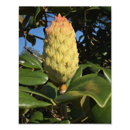 11 "x14" Magnolia Seed Pod Foto Afdruk (Voorkant)