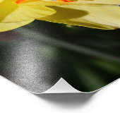 11"x14" narcis foto afdruk (Hoek)