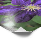 11"x14" Paarse Clematis Foto Afdruk (Hoek)