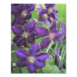 11"x14" Paarse Clematis Foto Afdruk