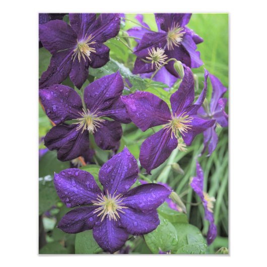 11"x14" Paarse Clematis Foto Afdruk (Voorkant)