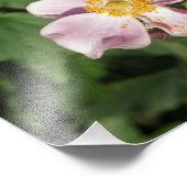 11 "x14" roze anemonen foto afdruk (Hoek)