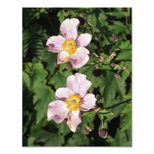 11 "x14" roze anemonen foto afdruk (Voorkant)