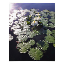 11"x14" Waterlelies Foto Afdruk