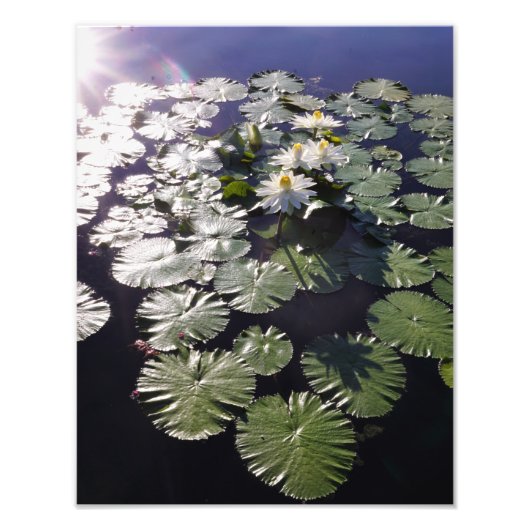 11"x14" Waterlelies Foto Afdruk (Voorkant)