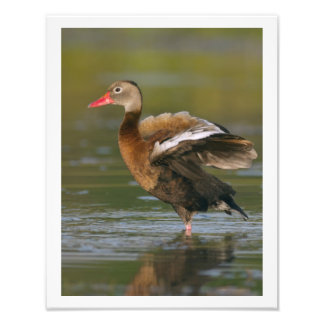 11 x 14 Black-bellied Whistling Duck Foto Afdruk