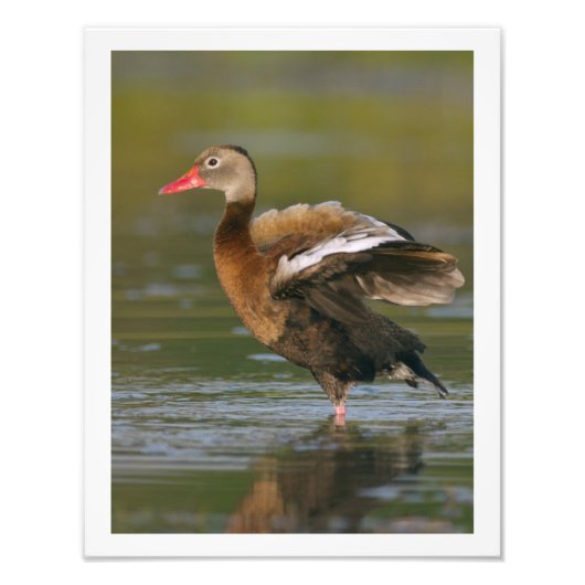 11 x 14 Black-bellied Whistling Duck Foto Afdruk (Voorkant)