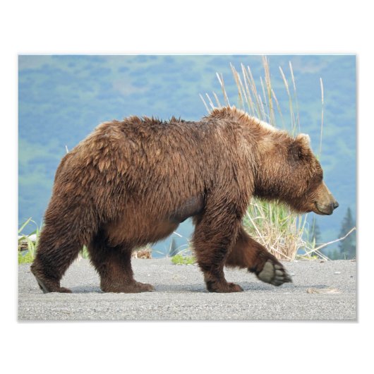 11 x 14 inch foto van grizzly beer afdruk (Voorkant)