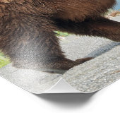 11 x 14 inch foto van grizzly beer foto afdruk (Hoek)