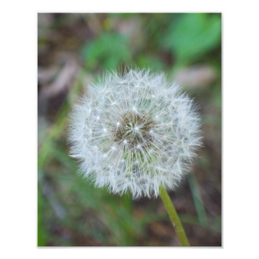 11 x 14-inch mooie andelion foto afdruk (Voorkant)