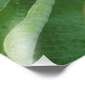 11 x 14-inch zekeroor foto afdruk (Hoek)