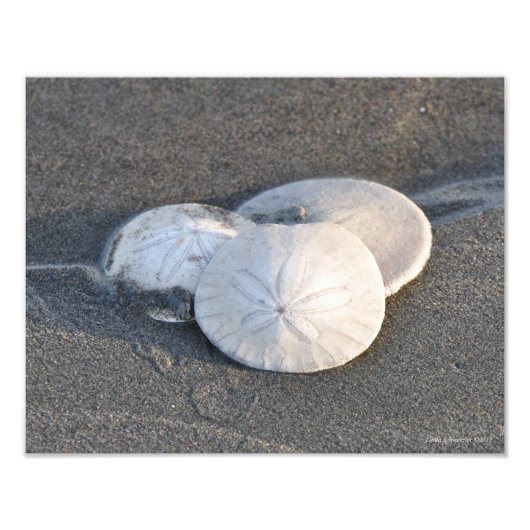 11x14 A Trio van zanddollars Foto Afdruk (Voorkant)