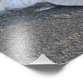 11x14 A Trio van zanddollars Foto Afdruk (Hoek)