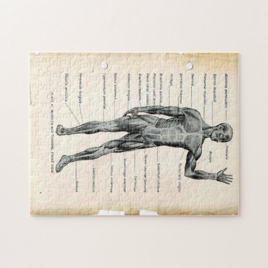 11x14  anatomieboekpagina's legpuzzel (Horizontaal)