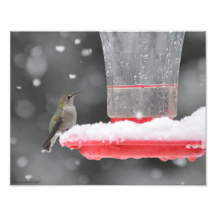 11x14 Anna's Hummingbird in de sneeuw Foto Afdruk