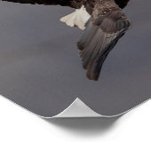 11x14 Bald Eagle Poster (Hoek)