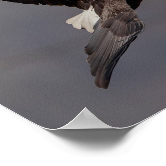 11x14 Bald Eagle Poster (Hoek)