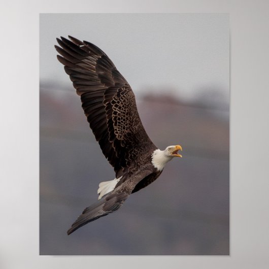11x14 Bald Eagle Poster (Voorkant)