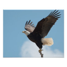 11x14 Bald Eagle vliegt!