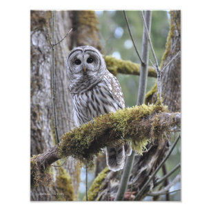 11X14 Barred Owl in Big Leaf Maple Tree Foto Afdruk