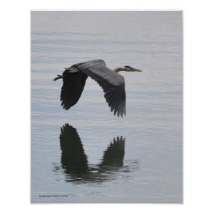 11x14 Great Blue Heron in vlucht Foto Afdruk
