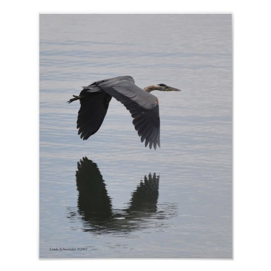 11x14 Great Blue Heron in vlucht Foto Afdruk (Voorkant)