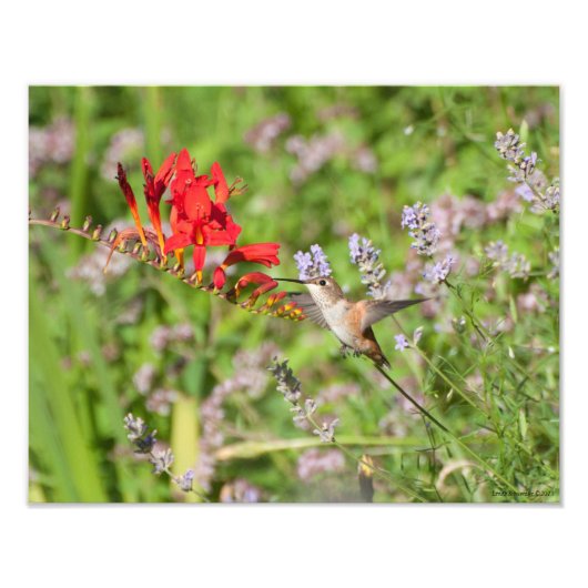 11X14 Hummingbird Lovers Delight Foto Afdruk (Voorkant)