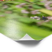 11X14 Hummingbird Lovers Delight Foto Afdruk (Hoek)