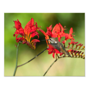 11X14 Hummingbird Lovers Delight Foto Afdruk