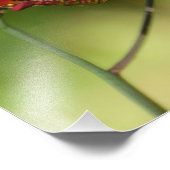 11X14 Hummingbird Lovers Delight Foto Afdruk (Hoek)