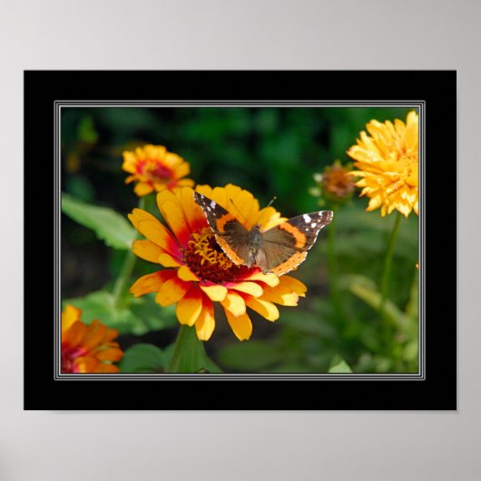 11x14 Indische bloem en vlinder Poster (Voorkant)