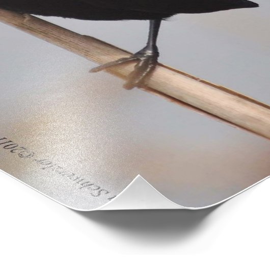 11X14 Male Rode Winged Blackbird Foto Afdruk (Hoek)