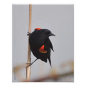 11X14 Male Rode Winged Blackbird Foto Afdruk (Voorkant)