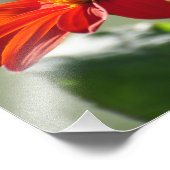 11X14 Monarch Butterfly on Mexican Sunflower Torch Foto Afdruk (Hoek)